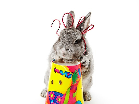 포토 JPG 스튜디오촬영 동물 한마리 새해 실내 누끼 사람없음 회색 토끼띠 토끼 종이컵 신묘년 2011년 반려 국내포토 1 컬러 포유류 내부 컵 반려동물 십이지신 일회용 연도 파일형식