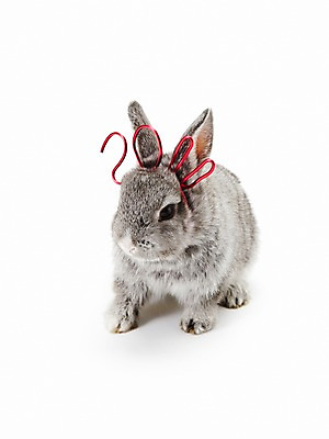 포토 JPG 스튜디오촬영 동물 한마리 새해 실내 누끼 사람없음 회색 토끼띠 토끼 신묘년 2011년 반려 국내포토 1 컬러 포유류 내부 반려동물 십이지신 연도 파일형식