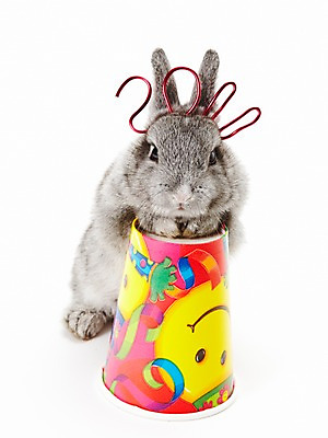 포토 JPG 스튜디오촬영 동물 한마리 새해 실내 누끼 사람없음 회색 토끼띠 토끼 종이컵 신묘년 2011년 반려 국내포토 1 컬러 포유류 내부 컵 반려동물 십이지신 일회용 연도 파일형식