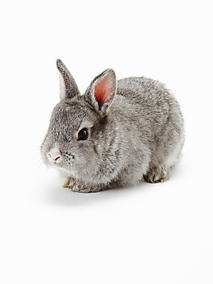 포토 JPG 스튜디오촬영 동물 한마리 새해 실내 누끼 사람없음 회색 토끼띠 토끼 신묘년 반려 국내포토 1 컬러 포유류 내부 반려동물 십이지신 2011년 파일형식