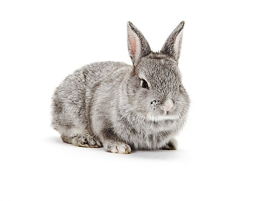 포토 JPG 스튜디오촬영 동물 한마리 새해 실내 누끼 사람없음 회색 토끼띠 토끼 신묘년 반려 국내포토 1 컬러 포유류 내부 반려동물 십이지신 2011년 파일형식