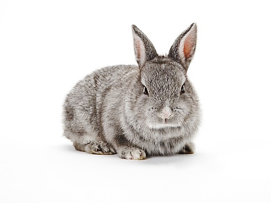 포토 JPG 스튜디오촬영 동물 한마리 새해 실내 누끼 사람없음 회색 토끼띠 토끼 신묘년 반려 국내포토 1 컬러 포유류 내부 반려동물 십이지신 2011년 파일형식