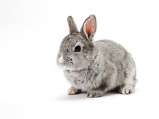 포토 JPG 스튜디오촬영 동물 한마리 새해 실내 누끼 사람없음 회색 토끼띠 토끼 신묘년 반려 국내포토 1 컬러 포유류 내부 반려동물 십이지신 2011년 파일형식