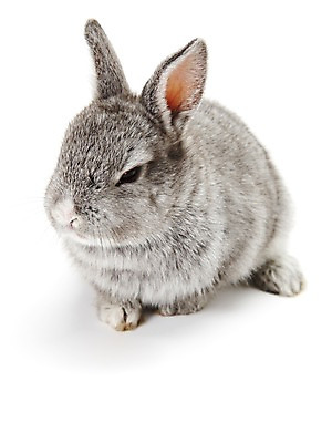 포토 JPG 스튜디오촬영 동물 한마리 새해 실내 누끼 사람없음 회색 토끼띠 토끼 신묘년 반려 국내포토 1 컬러 포유류 내부 반려동물 십이지신 2011년 파일형식