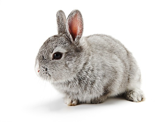 포토 JPG 스튜디오촬영 동물 한마리 새해 실내 누끼 사람없음 회색 토끼띠 토끼 신묘년 반려 국내포토 1 컬러 포유류 내부 반려동물 십이지신 2011년 파일형식