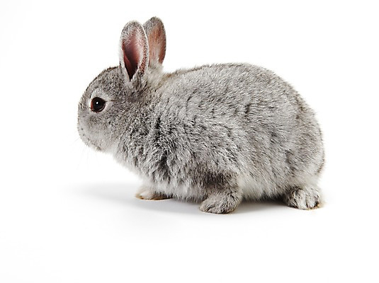 포토 JPG 스튜디오촬영 동물 한마리 새해 실내 누끼 사람없음 회색 토끼띠 토끼 신묘년 반려 국내포토 1 컬러 포유류 내부 반려동물 십이지신 2011년 파일형식