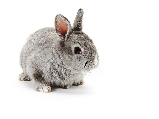 포토 JPG 스튜디오촬영 동물 한마리 새해 실내 누끼 사람없음 회색 토끼띠 토끼 신묘년 반려 국내포토 1 컬러 포유류 내부 반려동물 십이지신 2011년 파일형식