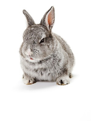 포토 JPG 스튜디오촬영 동물 한마리 새해 실내 누끼 사람없음 회색 토끼띠 토끼 신묘년 반려 국내포토 1 컬러 포유류 내부 반려동물 십이지신 2011년 파일형식