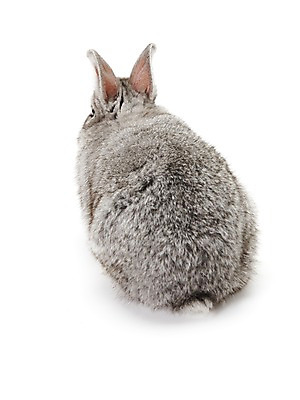 포토 JPG 스튜디오촬영 동물 한마리 새해 실내 누끼 사람없음 회색 토끼띠 토끼 신묘년 반려 국내포토 1 컬러 포유류 내부 반려동물 십이지신 2011년 파일형식