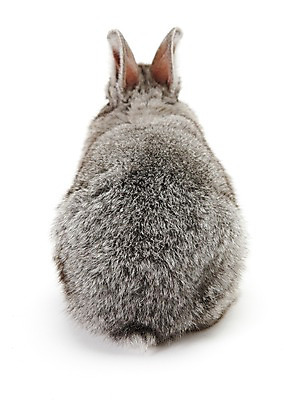 포토 JPG 스튜디오촬영 동물 한마리 새해 실내 누끼 사람없음 회색 토끼띠 토끼 신묘년 반려 국내포토 1 컬러 포유류 내부 반려동물 십이지신 2011년 파일형식