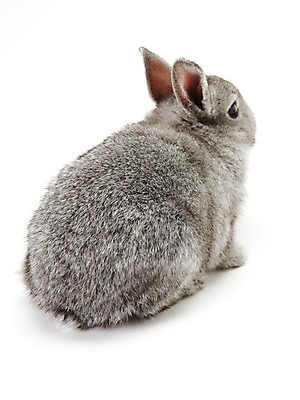 포토 JPG 스튜디오촬영 동물 한마리 새해 실내 누끼 사람없음 회색 토끼띠 토끼 신묘년 반려 국내포토 1 컬러 포유류 내부 반려동물 십이지신 2011년 파일형식