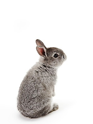 포토 JPG 스튜디오촬영 동물 한마리 새해 실내 누끼 사람없음 회색 토끼띠 토끼 신묘년 반려 국내포토 1 컬러 포유류 내부 반려동물 십이지신 2011년 파일형식