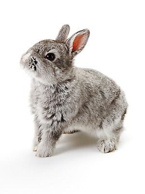 포토 JPG 스튜디오촬영 동물 한마리 새해 실내 누끼 사람없음 회색 토끼띠 토끼 신묘년 반려 국내포토 1 컬러 포유류 내부 반려동물 십이지신 2011년 파일형식