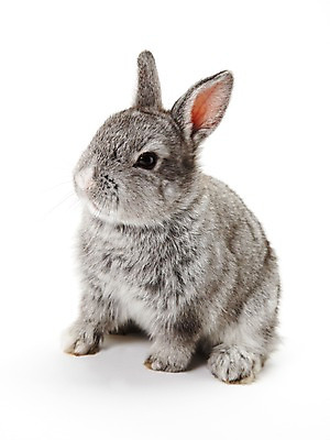 포토 JPG 스튜디오촬영 동물 한마리 새해 실내 누끼 사람없음 회색 토끼띠 토끼 신묘년 반려 국내포토 1 컬러 포유류 내부 반려동물 십이지신 2011년 파일형식