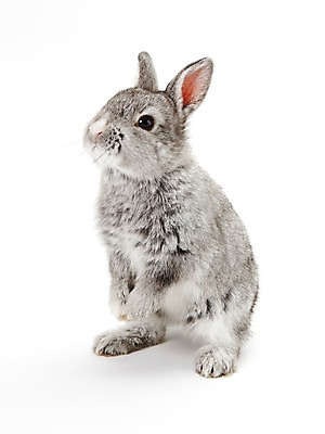 포토 JPG 스튜디오촬영 동물 한마리 새해 실내 누끼 사람없음 회색 토끼띠 토끼 신묘년 반려 국내포토 1 컬러 포유류 내부 반려동물 십이지신 2011년 파일형식