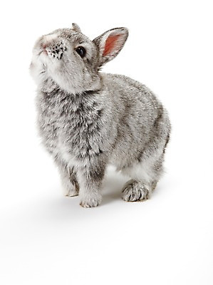 포토 JPG 스튜디오촬영 동물 한마리 새해 실내 누끼 사람없음 회색 토끼띠 토끼 신묘년 반려 국내포토 1 컬러 포유류 내부 반려동물 십이지신 2011년 파일형식