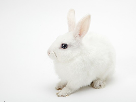 포토 JPG 스튜디오촬영 동물 한마리 새해 실내 누끼 사람없음 흰색 토끼띠 토끼 신묘년 반려 국내포토 1 컬러 포유류 내부 반려동물 십이지신 2011년 파일형식