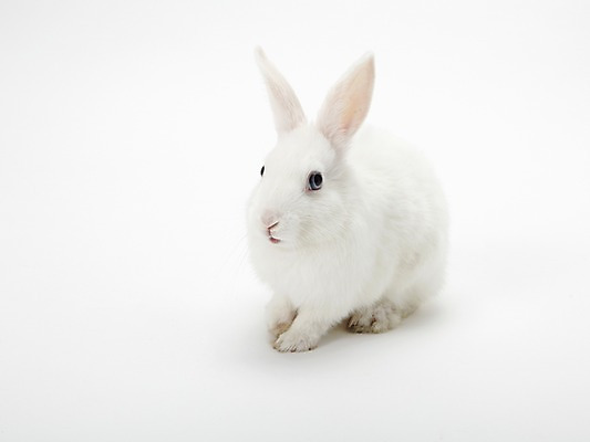 포토 JPG 스튜디오촬영 동물 한마리 새해 실내 누끼 사람없음 흰색 토끼띠 토끼 신묘년 반려 국내포토 1 컬러 포유류 내부 반려동물 십이지신 2011년 파일형식