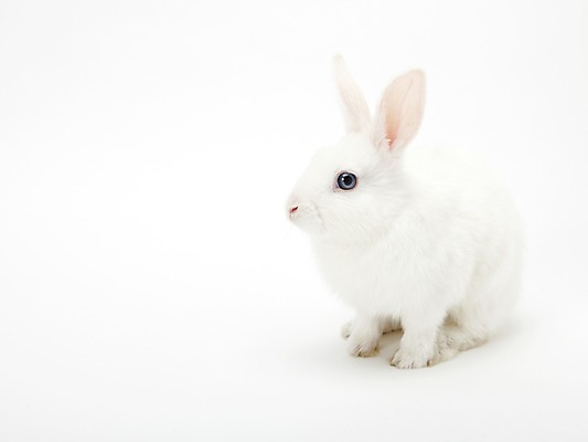 포토 JPG 스튜디오촬영 동물 한마리 새해 실내 누끼 사람없음 흰색 토끼띠 토끼 신묘년 반려 국내포토 1 컬러 포유류 내부 반려동물 십이지신 2011년 파일형식