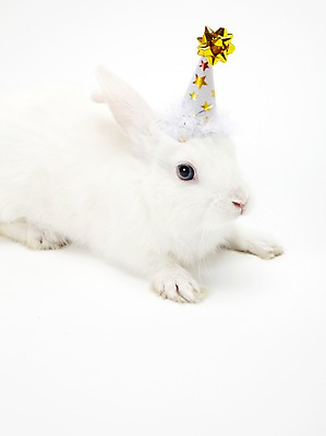 포토 JPG 스튜디오촬영 동물 한마리 새해 실내 누끼 사람없음 흰색 토끼띠 토끼 신묘년 반려 국내포토 1 컬러 포유류 내부 반려동물 십이지신 2011년 파일형식