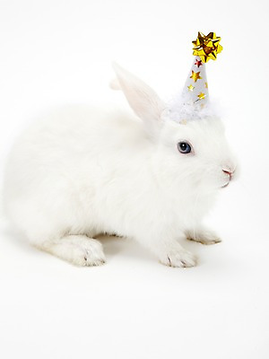 포토 JPG 스튜디오촬영 동물 한마리 새해 실내 누끼 사람없음 흰색 토끼띠 토끼 신묘년 반려 국내포토 1 컬러 포유류 내부 반려동물 십이지신 2011년 파일형식