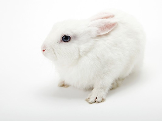 포토 JPG 스튜디오촬영 동물 한마리 새해 실내 누끼 사람없음 흰색 토끼띠 토끼 신묘년 반려 국내포토 1 컬러 포유류 내부 반려동물 십이지신 2011년 파일형식