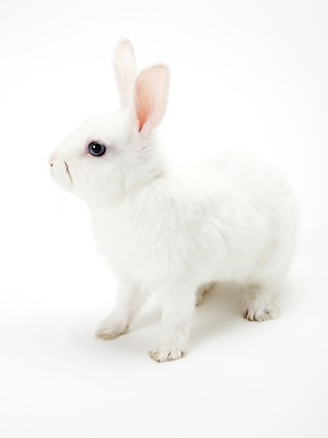 포토 JPG 스튜디오촬영 동물 한마리 새해 실내 누끼 사람없음 흰색 토끼띠 토끼 신묘년 반려 국내포토 1 컬러 포유류 내부 반려동물 십이지신 2011년 파일형식