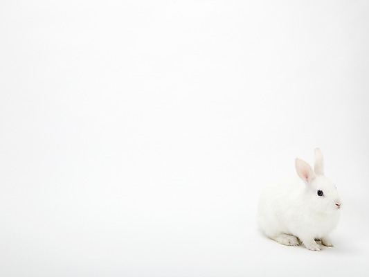 포토 JPG 스튜디오촬영 동물 한마리 새해 실내 누끼 사람없음 흰색 토끼띠 토끼 신묘년 반려 국내포토 1 컬러 포유류 내부 반려동물 십이지신 2011년 파일형식
