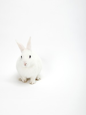 포토 JPG 스튜디오촬영 동물 한마리 새해 실내 누끼 사람없음 흰색 토끼띠 토끼 신묘년 반려 국내포토 1 컬러 포유류 내부 반려동물 십이지신 2011년 파일형식