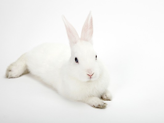 포토 JPG 스튜디오촬영 동물 한마리 새해 실내 누끼 사람없음 흰색 토끼띠 토끼 신묘년 반려 국내포토 1 컬러 포유류 내부 반려동물 십이지신 2011년 파일형식