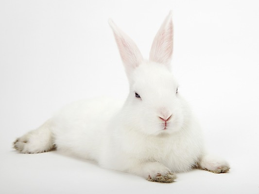 포토 JPG 스튜디오촬영 동물 한마리 새해 실내 누끼 사람없음 흰색 토끼띠 토끼 신묘년 반려 국내포토 1 컬러 포유류 내부 반려동물 십이지신 2011년 파일형식