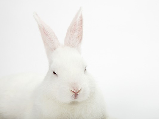 포토 JPG 스튜디오촬영 동물 한마리 새해 실내 누끼 사람없음 흰색 토끼띠 토끼 신묘년 반려 국내포토 1 컬러 포유류 내부 반려동물 십이지신 2011년 파일형식