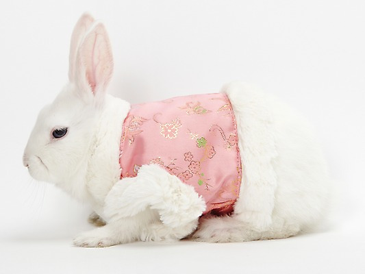 포토 JPG 스튜디오촬영 동물 한마리 옷 새해 실내 누끼 사람없음 흰색 토끼띠 토끼 조끼 신묘년 반려 국내포토 1 컬러 포유류 내부 반려동물 외투 십이지신 2011년 파일형식