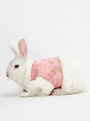 포토 JPG 스튜디오촬영 동물 한마리 옷 새해 실내 누끼 사람없음 흰색 토끼띠 토끼 조끼 신묘년 반려 국내포토 1 컬러 포유류 내부 반려동물 외투 십이지신 2011년 파일형식