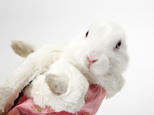 포토 JPG 스튜디오촬영 동물 한마리 옷 새해 실내 누끼 사람없음 흰색 토끼띠 토끼 조끼 신묘년 반려 국내포토 1 컬러 포유류 내부 반려동물 외투 십이지신 2011년 파일형식