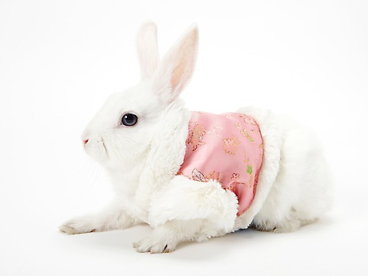 포토 JPG 스튜디오촬영 동물 한마리 옷 새해 실내 누끼 사람없음 흰색 토끼띠 토끼 조끼 신묘년 반려 국내포토 1 컬러 포유류 내부 반려동물 외투 십이지신 2011년 파일형식