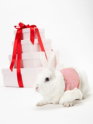 포토 JPG 스튜디오촬영 동물 옷 리본 포장 새해 실내 선물 사람없음 선물상자 흰색 토끼띠 토끼 끈 조끼 신묘년 반려 새해선물 국내포토 컬러 포유류 내부 반려동물 상자 외투 십이지신 2011년 파일형식 명절선물