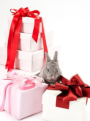 포토 JPG 스튜디오촬영 동물 리본 포장 새해 실내 선물 사람없음 선물상자 회색 토끼띠 토끼 끈 신묘년 반려 새해선물 국내포토 컬러 포유류 내부 반려동물 상자 십이지신 2011년 파일형식 명절선물