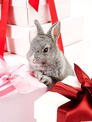 포토 JPG 스튜디오촬영 동물 리본 포장 새해 실내 선물 사람없음 선물상자 회색 토끼띠 토끼 끈 신묘년 반려 새해선물 국내포토 컬러 포유류 내부 반려동물 상자 십이지신 2011년 파일형식 명절선물