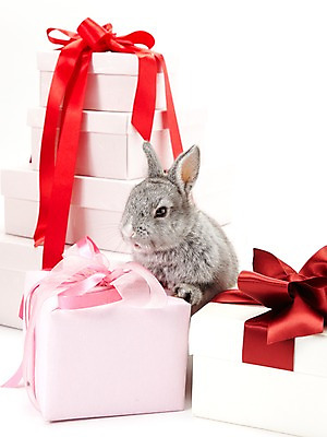 포토 JPG 스튜디오촬영 동물 리본 포장 새해 실내 선물 사람없음 선물상자 회색 토끼띠 토끼 끈 신묘년 반려 새해선물 국내포토 컬러 포유류 내부 반려동물 상자 십이지신 2011년 파일형식 명절선물