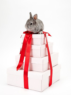 포토 JPG 스튜디오촬영 동물 리본 포장 새해 실내 선물 사람없음 선물상자 회색 토끼띠 토끼 끈 신묘년 반려 새해선물 국내포토 컬러 포유류 내부 반려동물 상자 십이지신 2011년 파일형식 명절선물