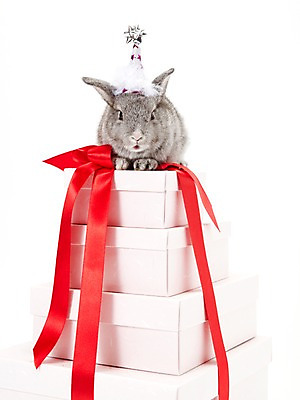 포토 JPG 스튜디오촬영 동물 한마리 리본 포장 새해 실내 선물 사람없음 선물상자 회색 토끼띠 토끼 끈 신묘년 반려 새해선물 국내포토 1 컬러 포유류 내부 반려동물 상자 십이지신 2011년 파일형식 명절선물