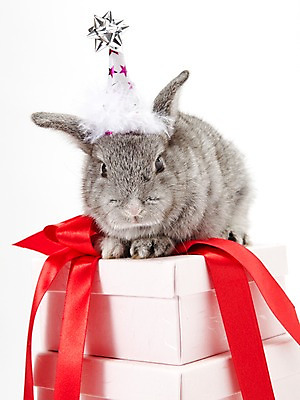 포토 JPG 스튜디오촬영 동물 한마리 리본 포장 새해 실내 선물 사람없음 선물상자 회색 토끼띠 토끼 끈 신묘년 반려 새해선물 국내포토 1 컬러 포유류 내부 반려동물 상자 십이지신 2011년 파일형식 명절선물