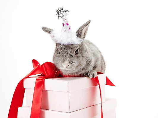 포토 JPG 스튜디오촬영 동물 한마리 리본 포장 새해 실내 선물 사람없음 선물상자 회색 토끼띠 토끼 끈 신묘년 반려 새해선물 국내포토 1 컬러 포유류 내부 반려동물 상자 십이지신 2011년 파일형식 명절선물