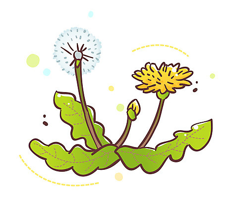 EPS 식물 아이콘 꽃 잎 봄꽃 큐티아이콘 사람없음 노란색 민들레 두송이 민들레홀씨 식물아이콘 2D아이콘 컬러 2 봄 파일형식 벡터