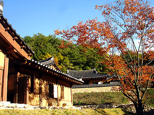 포토 주간 나무 식물 한국문화 한국전통 전통 건축물 건축 전통문화 고건축 한국건축 하늘 지붕 한옥 주택 한국 기와 기와집 사람없음 야외 건물 동양건축 과거 국내포토 자연요소 동양문화 아시아 문화 컨셉 파일형식 동양
