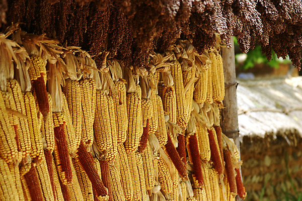 포토 JPG 주간 식물 한국문화 한국전통 열매 컬러 곡류 건조 한국 매달리기 옥수수 사람없음 야외 농작물 노란색 과거 처마 건조대 국내포토 자연요소 동양문화 전통 아시아 컨셉 농업 모션 파일형식