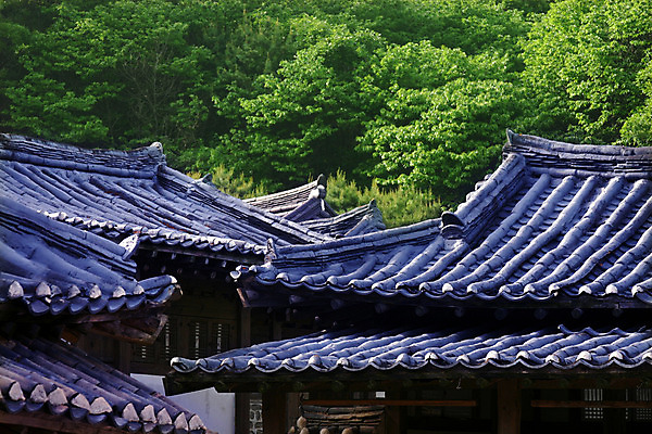 포토 주간 나무 식물 한국문화 한국전통 전통 건축물 건축 전통문화 고건축 한국건축 하늘 지붕 한옥 주택 한국 기와 기와집 사람없음 야외 건물 동양건축 과거 국내포토 자연요소 동양문화 아시아 문화 컨셉 파일형식 동양