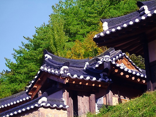 포토 주간 나무 식물 한국문화 한국전통 전통 건축물 건축 전통문화 고건축 한국건축 하늘 지붕 한옥 주택 한국 기와 기와집 사람없음 야외 건물 동양건축 과거 국내포토 자연요소 동양문화 아시아 문화 컨셉 파일형식 동양