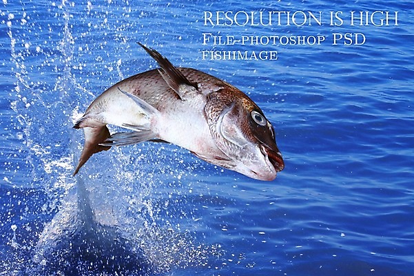 PSD 동물 편집 편집이미지 한마리 음식 바다 식재료 어패류 어류 사람없음 해산물 합성 망상어 이미지편집 1 수중동물 파일형식